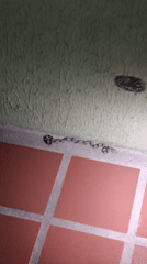 Snake spotted in Venezuelan home corner