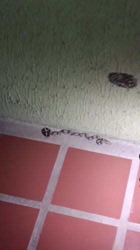 Snake spotted in Venezuelan home corner