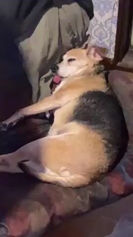 A dog is deeply asleep on a couch with its tongue sticking out. The dog is tan with a black patch on its back. The couch has a dark red and brown pattern. A green and black garment is draped over the left side of the couch. A blue and white patterned wall is visible in the background. An unintelligible conversation is heard in the background.