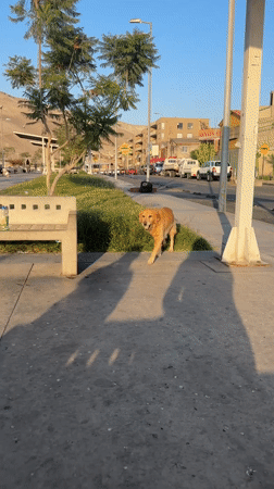 Golden retriever plays in Arica park, delights locals