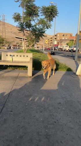 Golden retriever plays in Arica park, delights locals