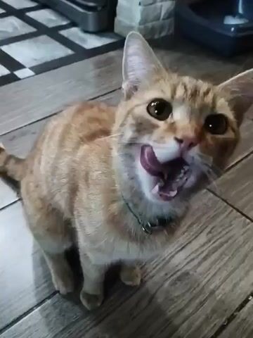 The video shows a ginger tabby cat with a light green collar sitting on a tiled floor. The cat is looking upwards with its mouth slightly open. The background is slightly blurred, but appears to be a domestic setting with what looks like a tiled floor and some furniture. The lighting suggests it is daytime. The cat seems alert and expectant.