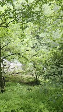 The video opens with a shot of lush green foliage in a forest. As the camera pans, a tree with mossy bark is visible, with a small wooden structure beside it. The scene then shifts to reveal a wider view of the forest, showing a river flowing over rocks in the background. More of the wooden structure is visible, appearing to be part of a rustic building. The camera continues to pan, revealing more of the forest and hinting at a potential path or clearing further into the woods. The overall impression is one of a serene and natural environment, possibly a secluded retreat or campsite.