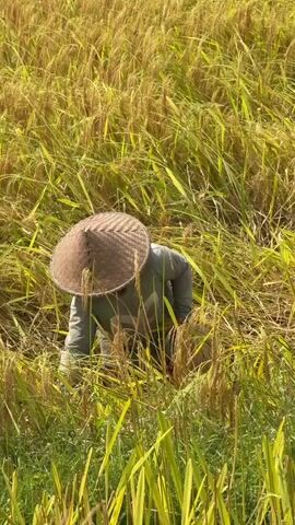 A person wearing a conical hat is harvesting rice in a field. The rice stalks are golden yellow, indicating they are ripe for harvest. The field is terraced, with other sections of the field visible in the background. The person is bent over, cutting the rice stalks with their hands. The sun is shining brightly, casting shadows on the field. The scene is peaceful and depicts a traditional agricultural practice.