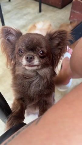 This is a close-up, first-person perspective video of a small, fluffy brown dog, likely a long-haired Chihuahua. The dog has large, expressive ears and is looking directly at the camera with a pleading expression. It has its front paws resting on a black object, possibly a chair or table leg, and its hindquarters are on the floor.

In the background, out of focus, are at least two other dogs, one lighter brown and fluffy, and another reddish-brown. The setting appears to be outdoors, possibly a patio or backyard, with a light-colored floor that looks like concrete or tile. The overall lighting suggests it is daytime.

The dog briefly lifts a paw towards the camera, which is held by a person whose leg and foot are visible in the lower right portion of the frame. The person is wearing white flip-flops with pink accents. The person's leg has visible tattoos. The dog's body language and facial expression suggest it is trying to get the attention of the person filming, possibly begging for something. The emotion conveyed is one of endearing solicitation.

There is no visible text within the video frame. The context provided indicates the location is Dobratycze, Poland, though this cannot be inferred solely from the visual content.