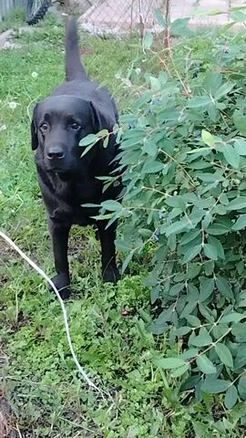 A black Labrador is shown in an outdoor setting, possibly a backyard or garden. The dog is partially obscured by a bush with green leaves and blue berries. The dog appears to be eating or sniffing the berries from the bush. The ground is covered in green grass and other low-lying plants. A white cord or wire is visible in the lower right corner of the frame, extending horizontally. In the background, a wire fence and what appears to be a motorcycle wheel are visible. The lighting suggests it could be daytime, but the exact time of day or weather conditions are not clearly discernible. The dog's body language suggests it is engaged with the bush and its contents. The setting appears to be a natural, outdoor environment. No visible text is present in the media file.