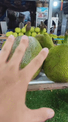Tropical fruit vendor displays jackfruits, durians at Thai market