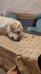 Family playtime with child, dog and gift boxes in Mytishchi