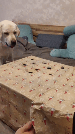 Family playtime with child, dog and gift boxes in Mytishchi