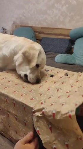 Family playtime with child, dog and gift boxes in Mytishchi