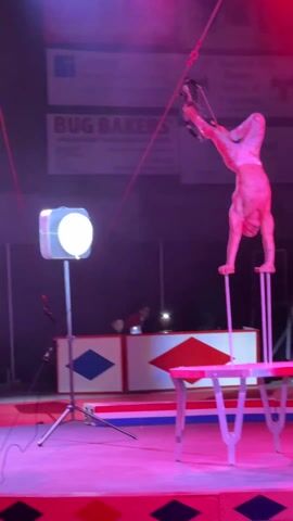 The video shows a male circus performer on stage. He is upside down, balanced on two vertical bars, with a bow and arrow attached to his feet. The stage has a red and white pattern. In the background, there is a table with red and blue decorations, and two people sitting behind it. There's also a bright stage light on a stand. The scene is lit with pink and purple hues. Banners advertising local businesses can be seen in the background.