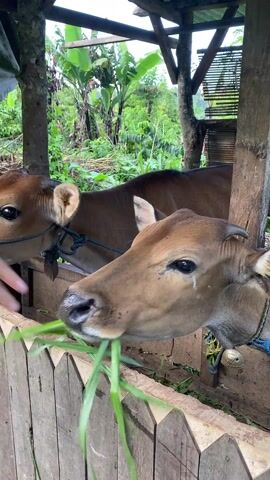 In a high-angle, close-up shot, two tan calves stand inside a wooden pen, eating grass.  A man's hand reaches into the pen, offering a bundle of fresh, long grass to the calf closest to the camera. The calves wear ropes around their necks, attached to the pen. The pen has a wooden, zig-zag patterned fence. A small bell hangs on the neck of the calf in the foreground. Behind the pen, the background shows dense green foliage and trees under a partly overcast sky. The pen itself is partially covered by a makeshift roof of wood and dark tarp.