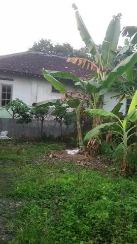 The video shows a slightly overgrown yard with a house in the background. Several banana trees are visible in the foreground, some with large leaves and others with smaller, younger shoots. The house has a reddish-brown tiled roof and white walls. The ground is covered in green grass and some dry leaves. The lighting suggests it is daytime, possibly overcast. There are no people or animals visible in the frame.