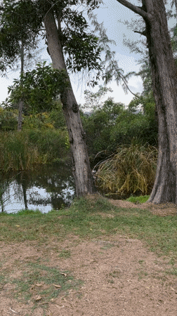 Morning wildlife and street scenes captured in Choeng Thale