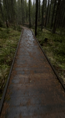 Hikers traverse wet forest boardwalks in Zyuratkul National Park