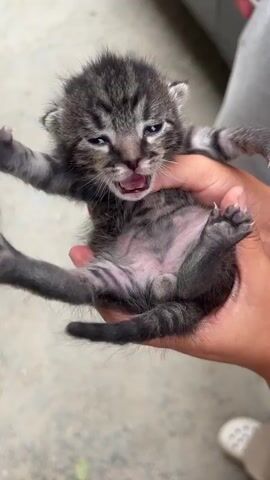 A pair of hands holds a tiny tabby kitten upside down. The kitten's eyes are partially closed, and its mouth is open in a meow. Its paws are flailing, and its body is contorted. In the background, another kitten walks away. The ground is a rough, concrete surface.