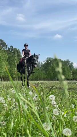A person wearing a helmet and riding a gray horse walks through a grassy field dotted with dandelions. The horse has a saddle and bridle. The background consists of a line of trees under a partly cloudy blue sky. The video is shot from a low angle, with the foreground filled with tall grass and dandelions.