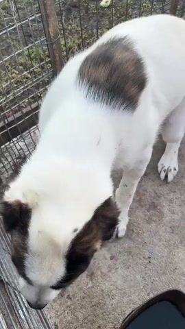 A close-up shot of a white and brown dog. The dog's head is in the foreground, and its body extends into the background. A person's hand with pink fingernails is visible, petting the dog's head and neck. The dog appears to be standing on a concrete surface, with a fence and some foliage in the background. The lighting is dim and appears to be natural.