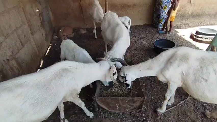 Certainly! Here's a description of the scene:

**Scene:** An enclosure or pen made with roughly constructed cement walls contains five white goats or rams, three of whom are eating from a rusty metal trough containing dried grass or hay. One of the animals has prominent horns. A small child stands just outside the enclosure. The ground within the enclosure is dirt with scattered debris. A black plastic bowl is also visible on the ground outside the enclosure. The area is lit by natural light.