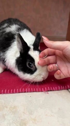 Here's a concise description of the video:

A black and white rabbit sits on a small red blanket. A hand with manicured nails reaches down and gently strokes the rabbit's face, specifically around its eye. The rabbit remains still during the interaction. The background consists of a tiled floor and a wall with light-colored wallpaper.