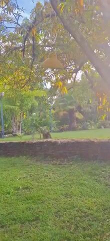 The video shows an outdoor scene with a large tree and lush green grass. A swing is attached to the tree. In the background, there's a stone wall and more trees and palm trees. A light blue vintage car is parked on the grass behind the stone wall. The sun is shining, creating a warm and inviting atmosphere.