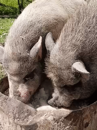 Pigs at the trough and fresh eggs in the nesting box