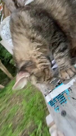 A tabby cat with brown and black striped fur is the main subject of the video. The cat is positioned on a wooden surface, which appears to be part of an outdoor structure, possibly a bench or stand, adorned with several skateboard decks. The cat's head is lowered, and it seems to be sniffing or interacting with a small, light-colored object on the wooden surface, possibly a feather or a piece of paper, near the edge of a skateboard deck.

The cat shifts its head and body slightly throughout the short clip, appearing focused on whatever it is investigating. Below the wooden structure and cat, vibrant green grass is visible, suggesting an outdoor setting like a garden or backyard. Parts of a person's black clothing (likely a leg or arm) are briefly visible in the top right corner of the frame. The video is shot in daylight, indicated by the natural lighting. Text and graphics, including the word "WINK," are discernible on the skateboard decks.
