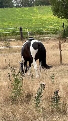 A black and white horse grazes in a dry, grassy field with some thistles. The horse is near a wire fence, and behind the fence is a green, sloped field. The horse's tail is long and black. The video is short, lasting only a few seconds.