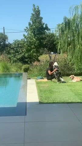 A person is sitting on the grass next to a swimming pool, interacting with two dogs. One dog, a black and white border collie, is sitting in front of the person and appears to be licking their face. Another dog, a golden retriever, is lying down on the grass to the right of the person. The environment is outdoors on a sunny day with lush green trees and foliage in the background.