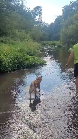 A person walks in a shallow river with a dog on a leash. The dog is brown and tan, and the person is wearing a green shirt and black shorts. The river is surrounded by trees and lush green foliage. The water is clear and reflects the sky and trees. The sun is shining, creating dappled light on the water. Another dog can be seen further upstream in the water.