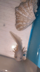 Axolotl enthusiast documents pet collection in Huizhou tanks