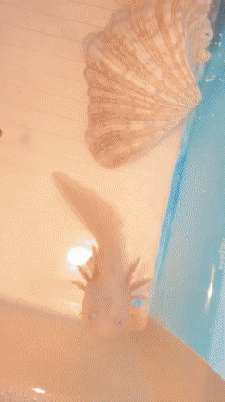 Axolotl enthusiast documents pet collection in Huizhou tanks