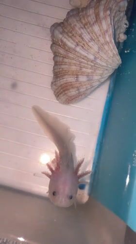 Axolotl enthusiast documents pet collection in Huizhou tanks
