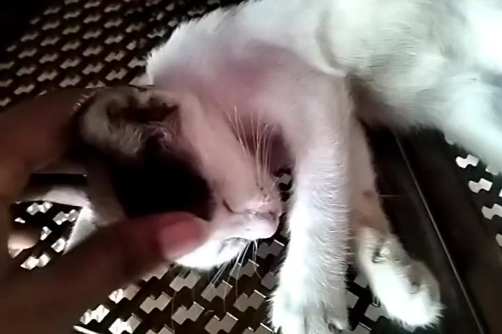 A hand gently touches the paw of a sleeping kitten. The kitten is mostly white, with patches of black and brown. It is lying on a woven brown surface. The hand appears to belong to a person with dark skin. The focus is on the interaction between the hand and the kitten's paw.