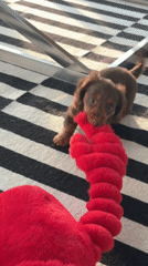Brown puppy plays with red lobster plush toy in Montreal