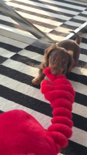 Brown puppy plays with red lobster plush toy in Montreal