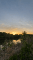 Sunset scenes and dog sighting captured near Ptichnik waterway