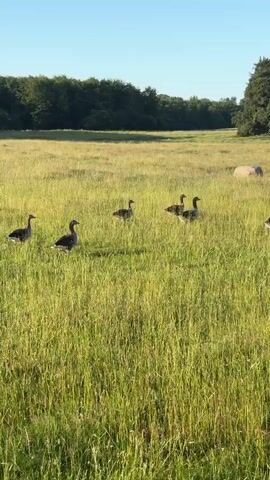 A flock of geese walks through a grassy field. The geese are in various positions, some facing forward, some facing sideways, and some facing away from the camera. The field is tall and green, with a few trees in the background. The sky is clear and blue.