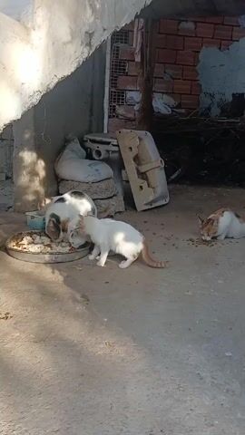 The video shows four cats eating from different locations on the ground. Three of them are near a round metal tray with chunks of food, one eating from it, while the other two are close by, presumably eating fallen pieces. The fourth cat is further away, eating from kibble scattered on the concrete surface. The setting appears to be an outdoor area near a building, with various objects, including a toilet bowl, bags, and a dirty metal panel, placed against the wall. Sunlight casts shadows on the ground.