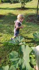 Summer backyard afternoon: toddler, poodle, and blue skies