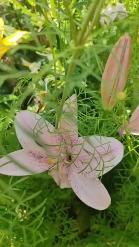 This video shows a close-up, handheld shot of various flowers in a garden setting. The camera moves around, focusing on a light pink lily, a pink cosmos flower, a yellow flower, and a lily bud. The background is filled with lush green foliage. The lighting suggests it is daytime and the sun is shining, creating a bright and natural atmosphere. There are no people or animals visible in the video.