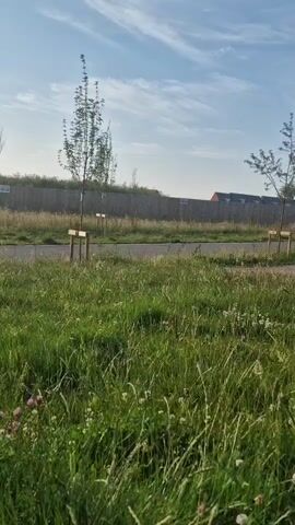 This is a short, silent video clip filmed outdoors on a sunny day. The scene is a grassy area with wildflowers and young trees, suggesting a park or a newly developed residential area. In the background, there is a wooden fence, a road, and some houses with red roofs. The sky is blue with scattered white clouds, indicating fair weather. The time of day appears to be morning or late afternoon, given the gentle sunlight. The camera is positioned low, at grass level, looking out towards the road and the houses beyond. There are no people visible in the frame. The overall impression is one of a peaceful, tranquil setting. The video has a static shot, with no camera movement.