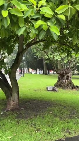 A tree with green leaves and a few pink blossoms is in the foreground, obscuring a park path and a fountain. The path is wet, suggesting recent rain. In the background, other trees and buildings are visible. The camera pans slightly to the right, revealing more of the park's greenery.