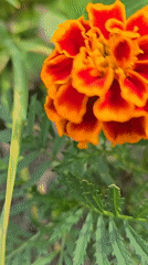 Macro wildflower photography in suburban Kyiv, early summer morning