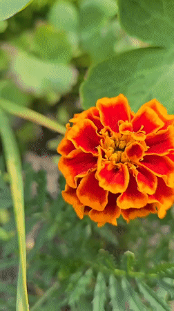 Macro wildflower photography in suburban Kyiv, early summer morning