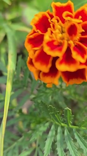 Macro wildflower photography in suburban Kyiv, early summer morning