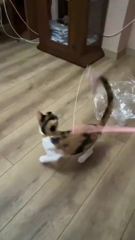 A calico cat with a yellow collar is playing on a wooden floor. A pink string with a toy mouse is being dangled for the cat, which is batting at it with its paws. The cat is lying on its back and appears to be enjoying the game. In the background, a wooden cabinet and a pink wall are visible. There is also a piece of clear plastic on the floor.