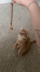 Ginger kitten plays with toy in Khimki home