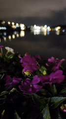 Evening lakeside moments captured around Xuan Huong Lake, Da Lat
