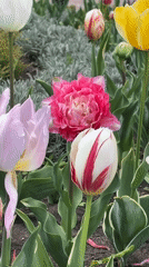 Spring morning documented in historic Sighnaghi, Georgia